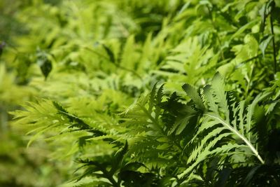 green ferns