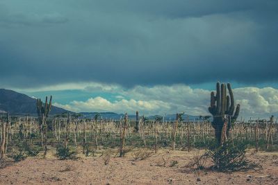 cactus in the desert