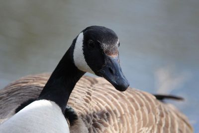 resting bird