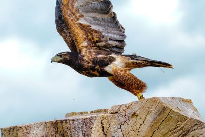 bird taking off