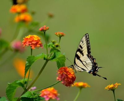 monarch butterfly