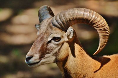 horned sheep