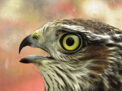closeup of hawk