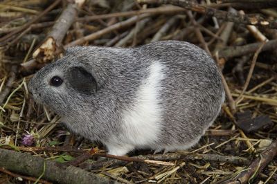 gerbil sitting on branches