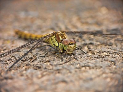 resting dragonfly