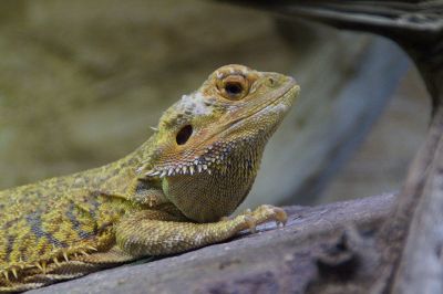 lizard basking on rock