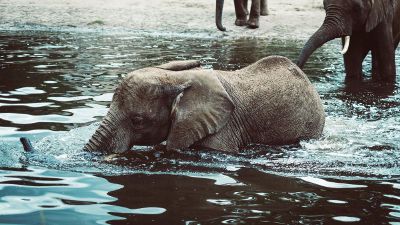 elephant in water