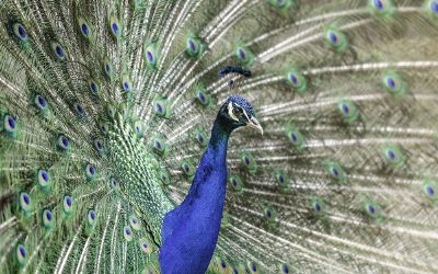 a majestic peacock