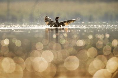 bird on water