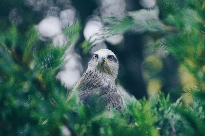 eagle in a tree scouting