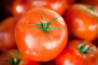 fresh tomatoes