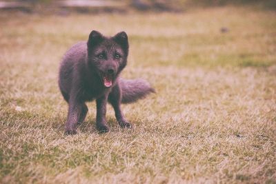 surprised fox on a grassy field