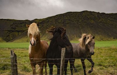 three horses