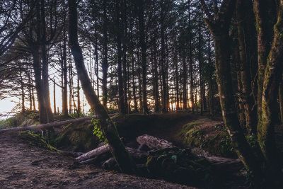 woody green forest with sunset