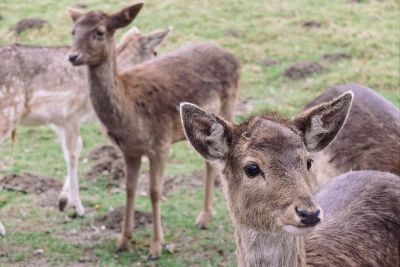 wild deer