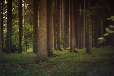 trees in a forest