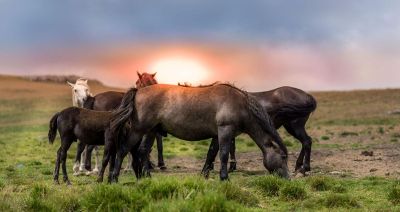 sunset behind team of horses