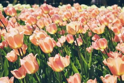 pink tulips