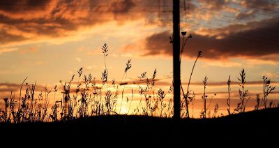 wheat at sunset