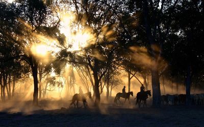 herding cattle through the woods at sunrise