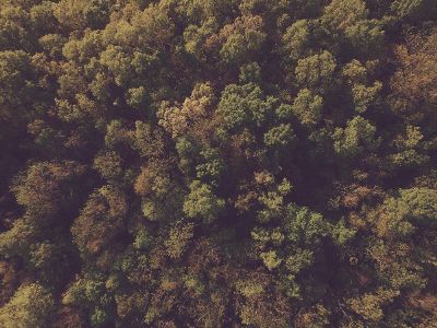 birdseye view of forest