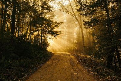 sunlight in forest