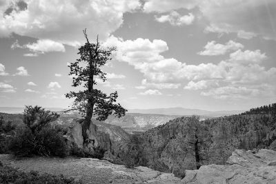 tree and the mountains