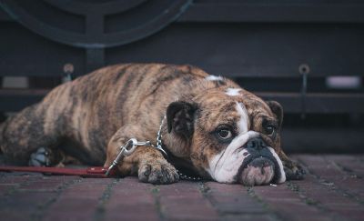 bulldog laying down on a leash