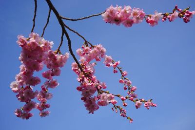 cherry tree blossoms in the sky