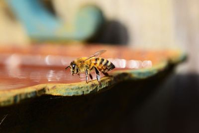 bee on a rock