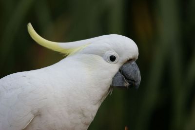 closeup of cockatoo