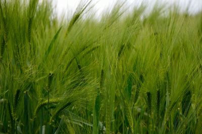 green growing wheat