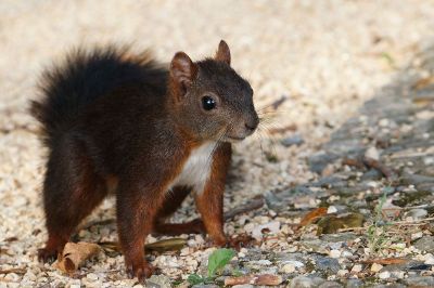 squirrel on ground