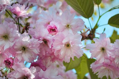 flowers in a tree