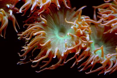open sea anemone