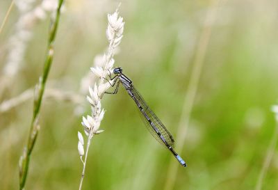 dragonfly on a plant