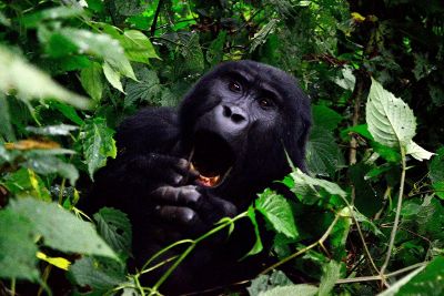 gorilla in foliage