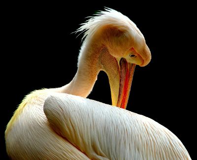pelican photography