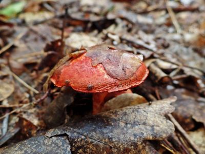 forest floor zoomed in