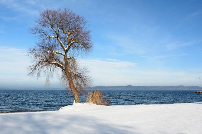 tree on snow covered beach