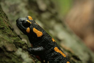 black and yellow salamander