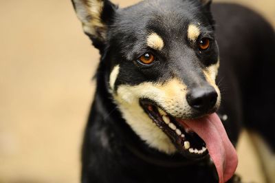 a dog with its tongue out