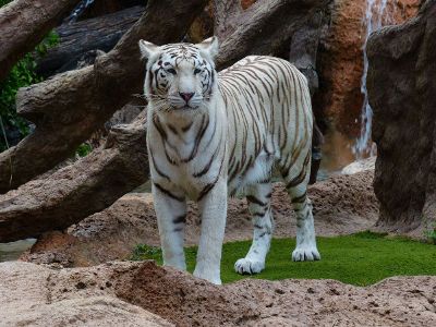 white tiger in front of waterfall