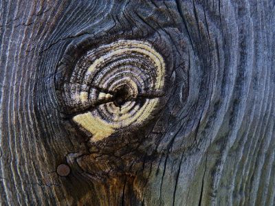 knot on a tree