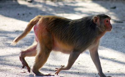 monkey walking
