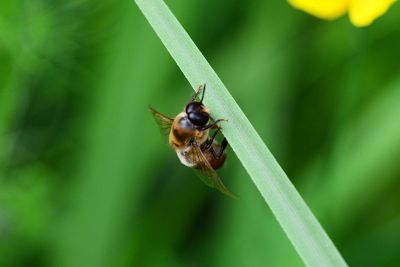 bee on flower stem