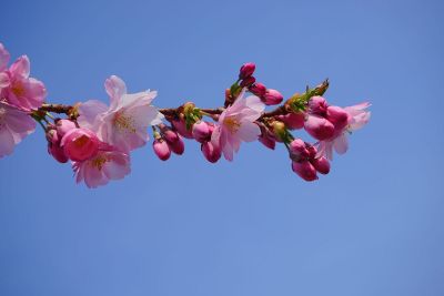 flowers on branch