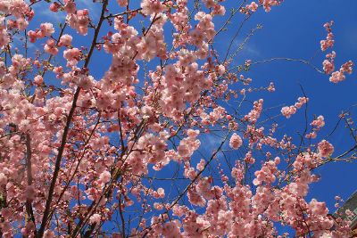 pink blossom tree