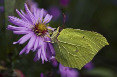green butterfly on purple flower
