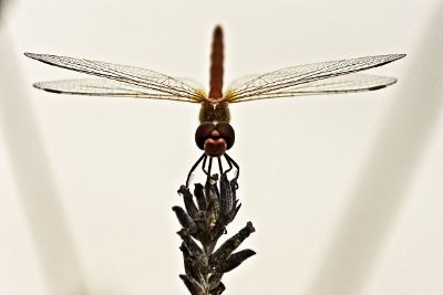 dragonfly on flower